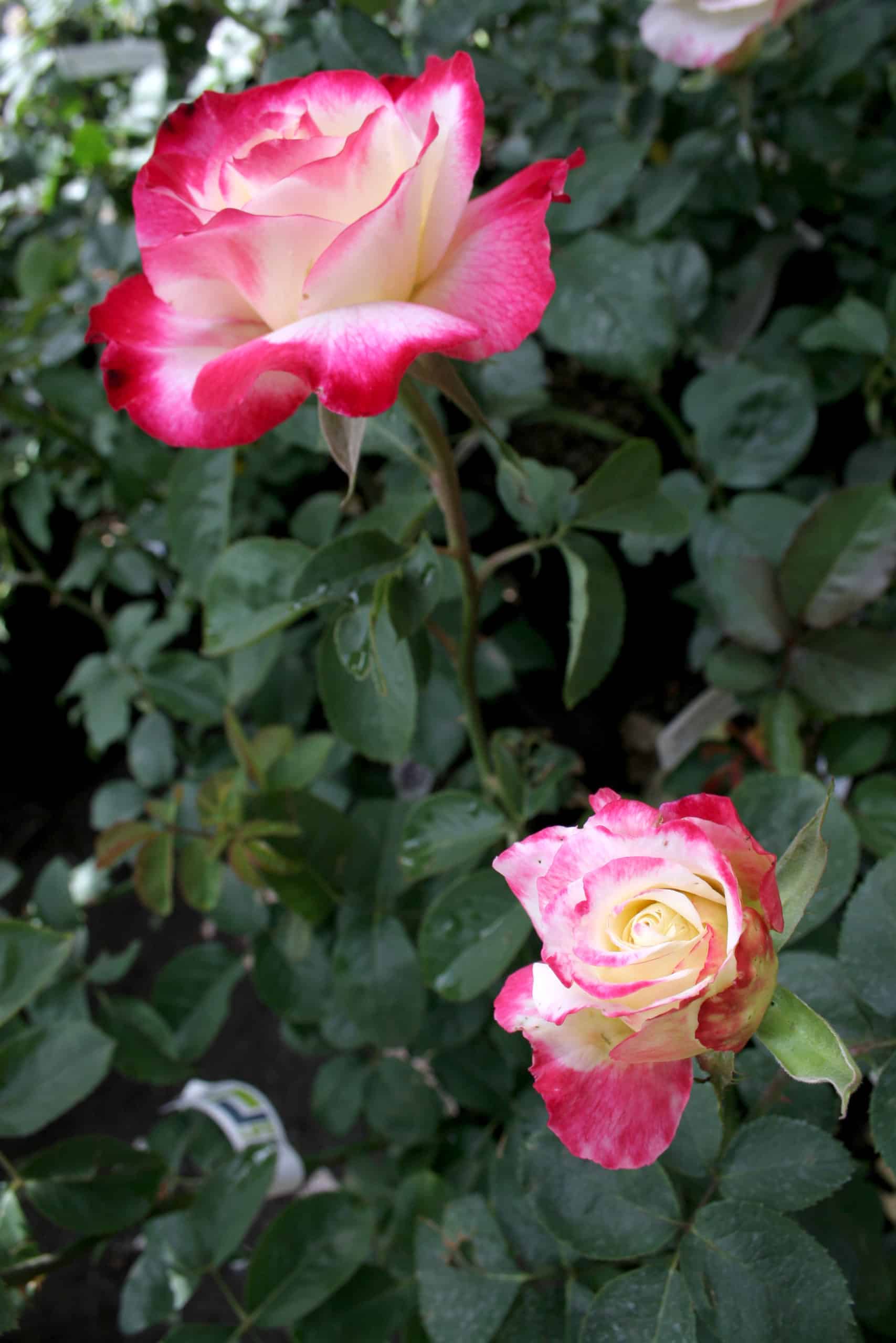 ROSE-DOUBLE-DELIGHT-2-scaled-1