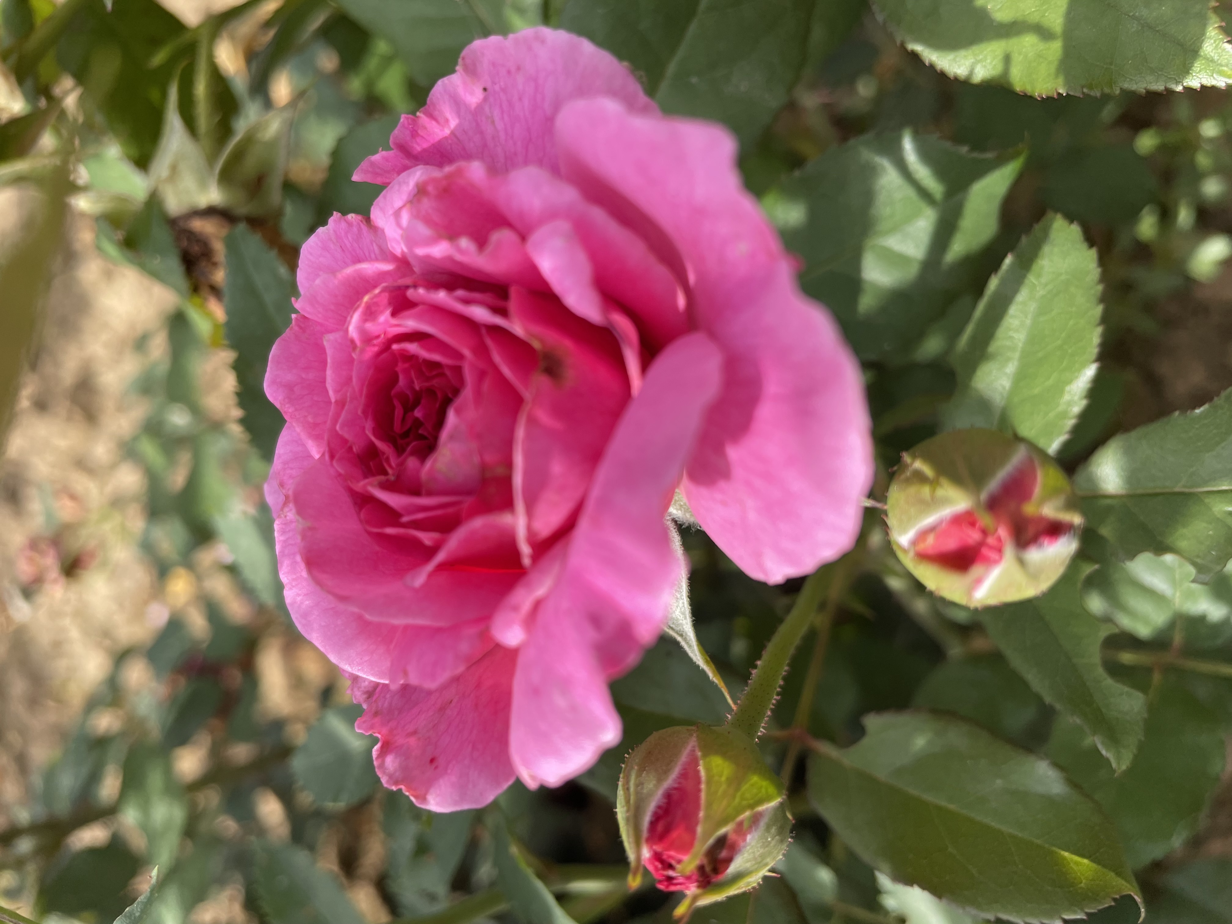 gabriel oak
