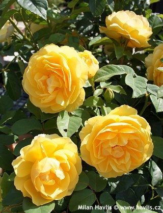 SONY DSC